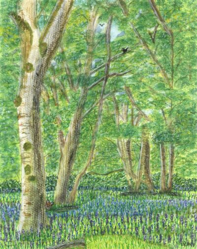 BLUEBELL WOOD - £75 BLUEBELL WOOD - Blackbird