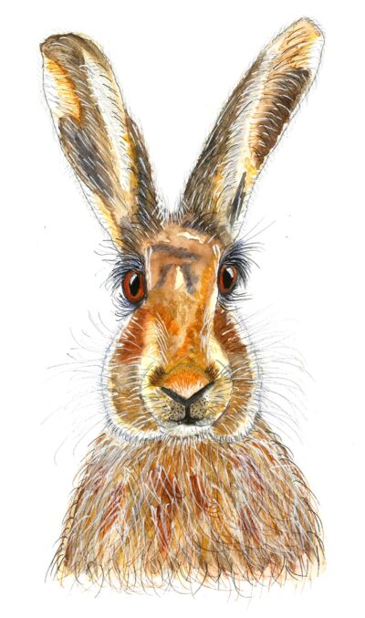 HARE TODAY GONE TOMORROW HARE TODAY GONE TOMORROW