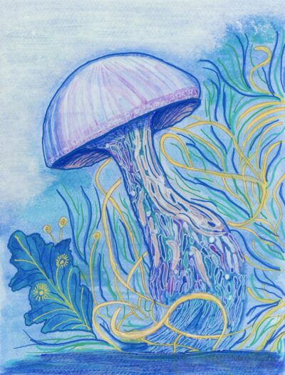 JASON THE JELLYFISH JASON THE JELLYFISH