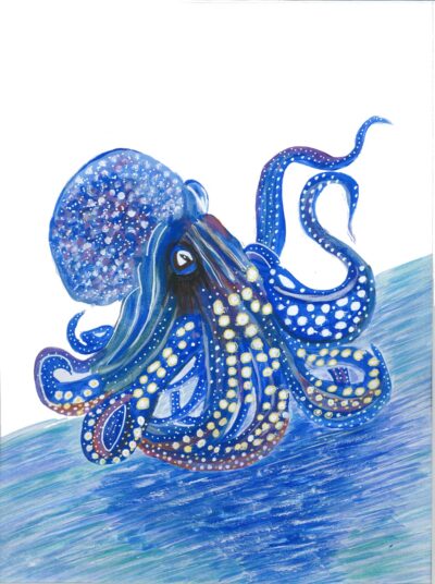 OLLIE THE OCTAPUS O