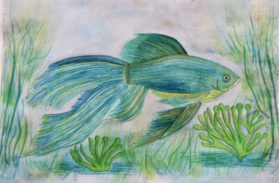 SIAMESE FIGHTING FISH Siamese Fighting Fish