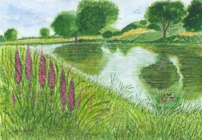 PURPLE LOOSTRIFE RIVERSIDE - £ 110 PURPLE LOOSTRIFE RIVERSIDE