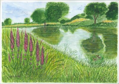 PURPLE LOOSTRIFE RIVERSIDE PURPLE LOOSTRIFE RIVERSIDE