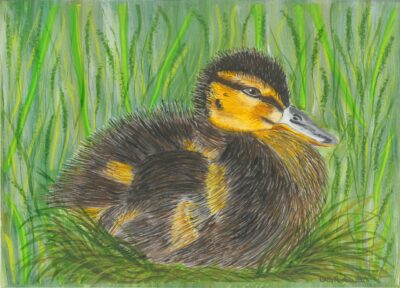 QUACKERS - £50 QUACKERS