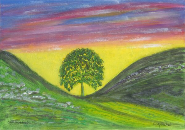 SYCAMORE GAP £ SYCAMORE GAP